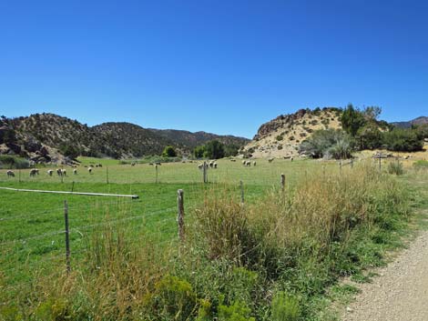 Cherry Creek Road