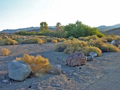 Mesquite Spring Campground