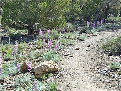 Wildrose Peak