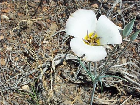 Wildrose Peak