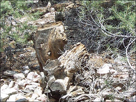 Wildrose Peak