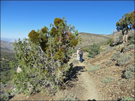 Wildrose Peak