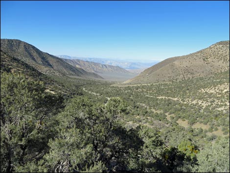 Wildrose Peak