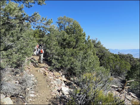 Wildrose Peak