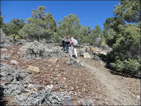 Wildrose Peak