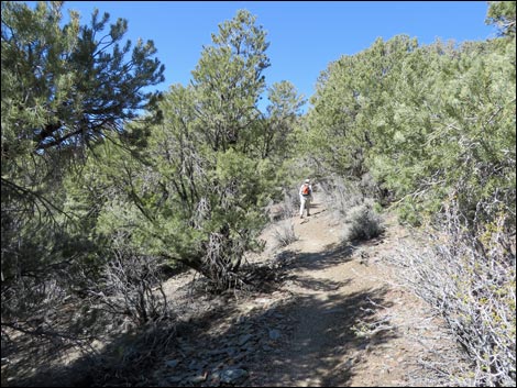 Wildrose Peak