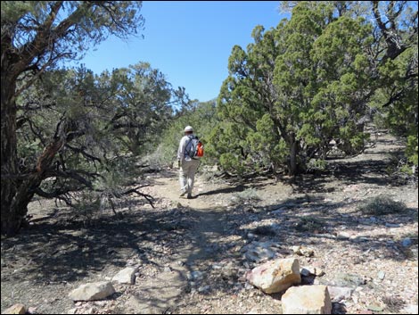 Wildrose Peak