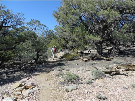 Wildrose Peak