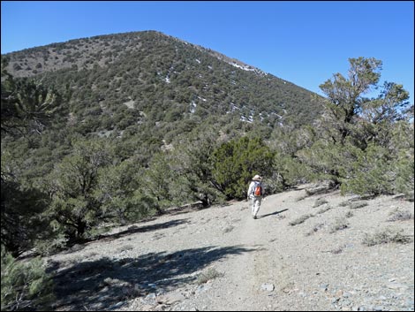 Wildrose Peak