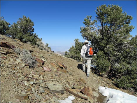 Wildrose Peak