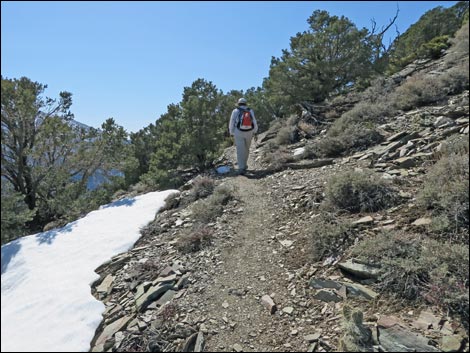 Wildrose Peak