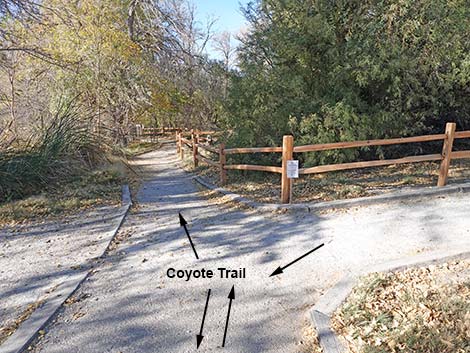 Coyote Trail