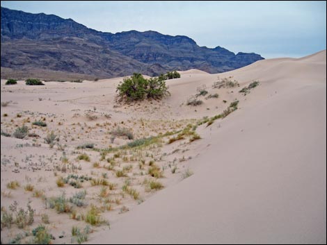 Desert Dry Lake Dunes North