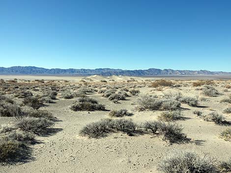 Desert Dry Lake Dunes