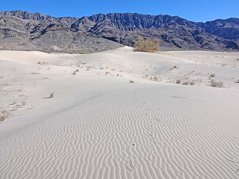 Desert Dry Lake Dunes