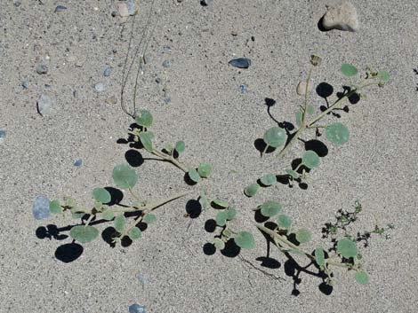 Desert Dry Lake Dunes