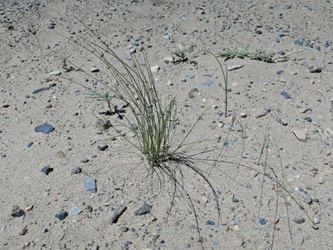 Desert Dry Lake Dunes