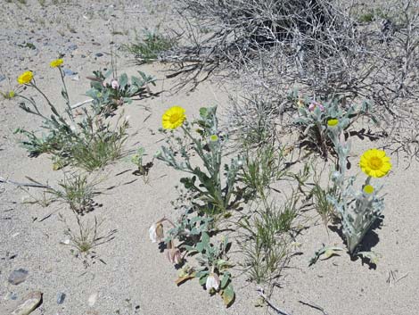 Desert Dry Lake Dunes