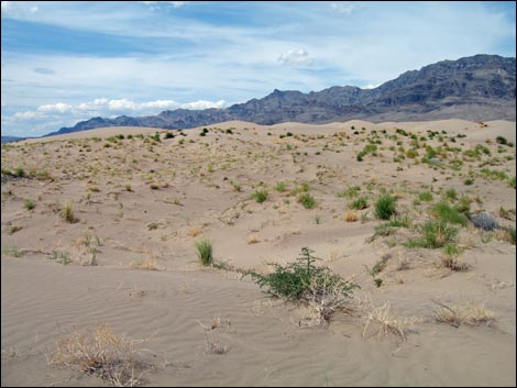 Desert Dry Lake Dunes South