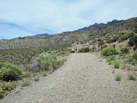 Hidden Forest Trail