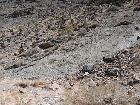 Fossil Ridge Snail Site