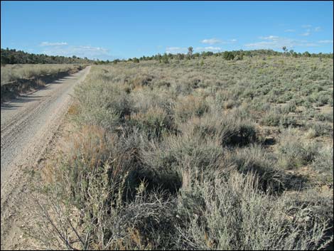 Mormon Well Road