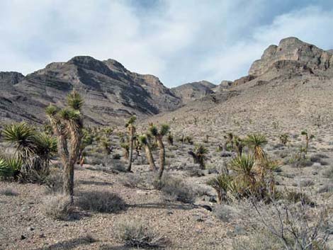 Yucca Gap Canyon 2