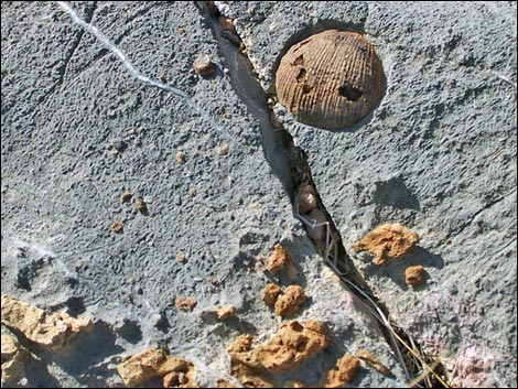 Yucca Peak Fossils