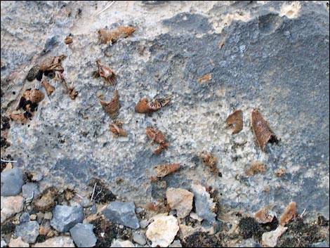 yucca peak fossils