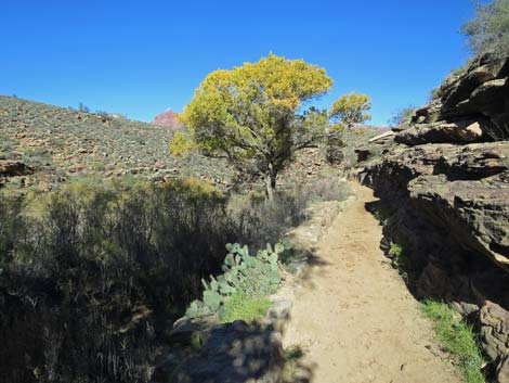 Bright Angel Trail