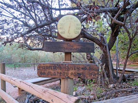 Plateau Point Trail