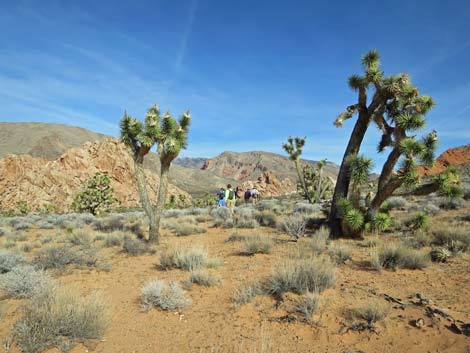 Doodlebug Arch