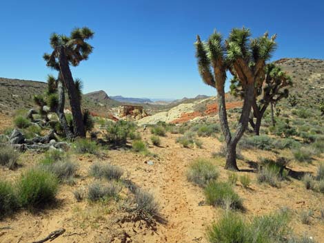 Amber Cat Canyon