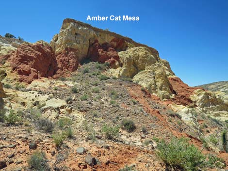 Amber Cat-Doodlebug Loop