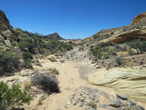 Amber Cat Canyon