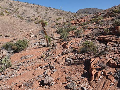 Doodlebug Arch Loop