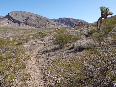 Doodlebug Arch Loop