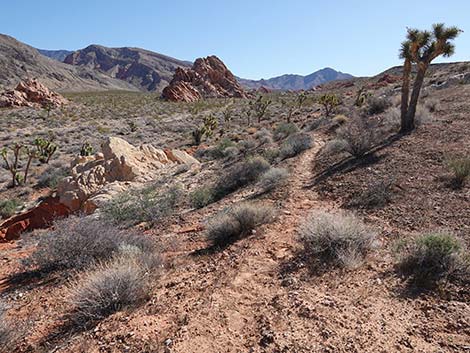 Doodlebug Arch Loop