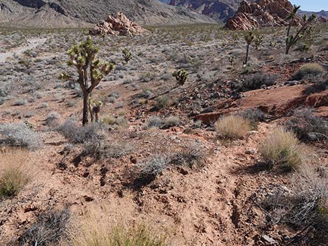 Doodlebug Arch Loop