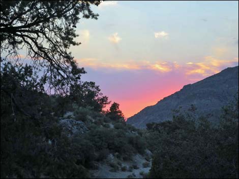 Whitney Pass Road Campsites