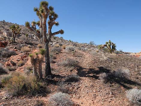 Doodlebug Canyon