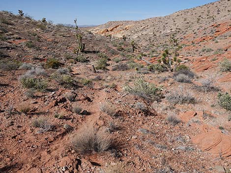 Doodlebug Canyon