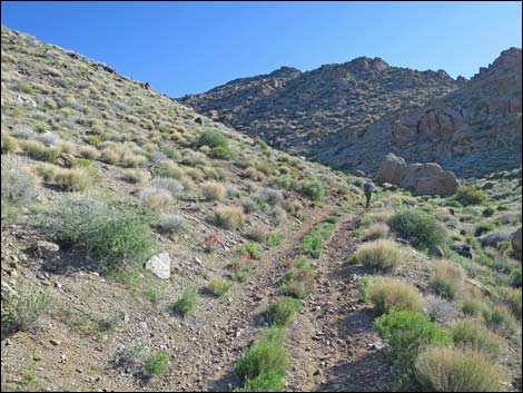 Gold Butte Peak