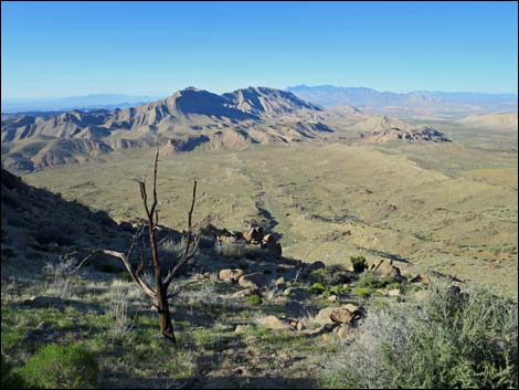 Gold Butte Peak