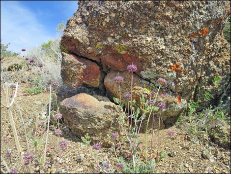 Jumbo Springs Wilderness Area