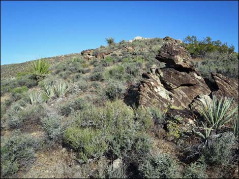 Jumbo Springs Wilderness