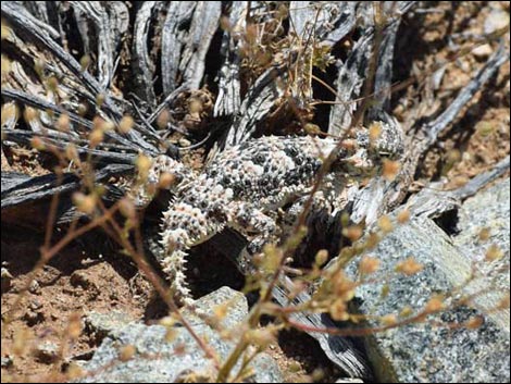 Jumbo Springs Wilderness