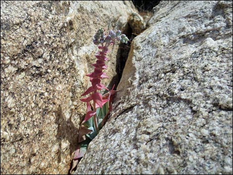 Jumbo Springs Wilderness