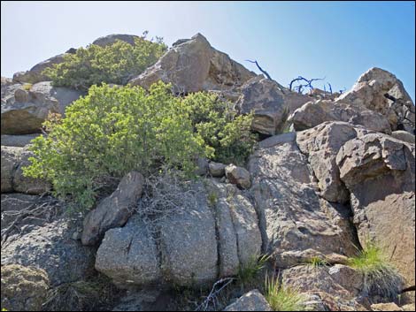 jumbo peak