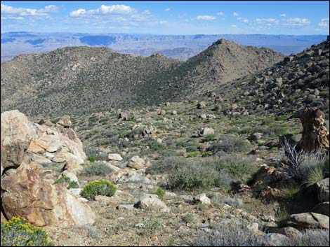 jumbo peak